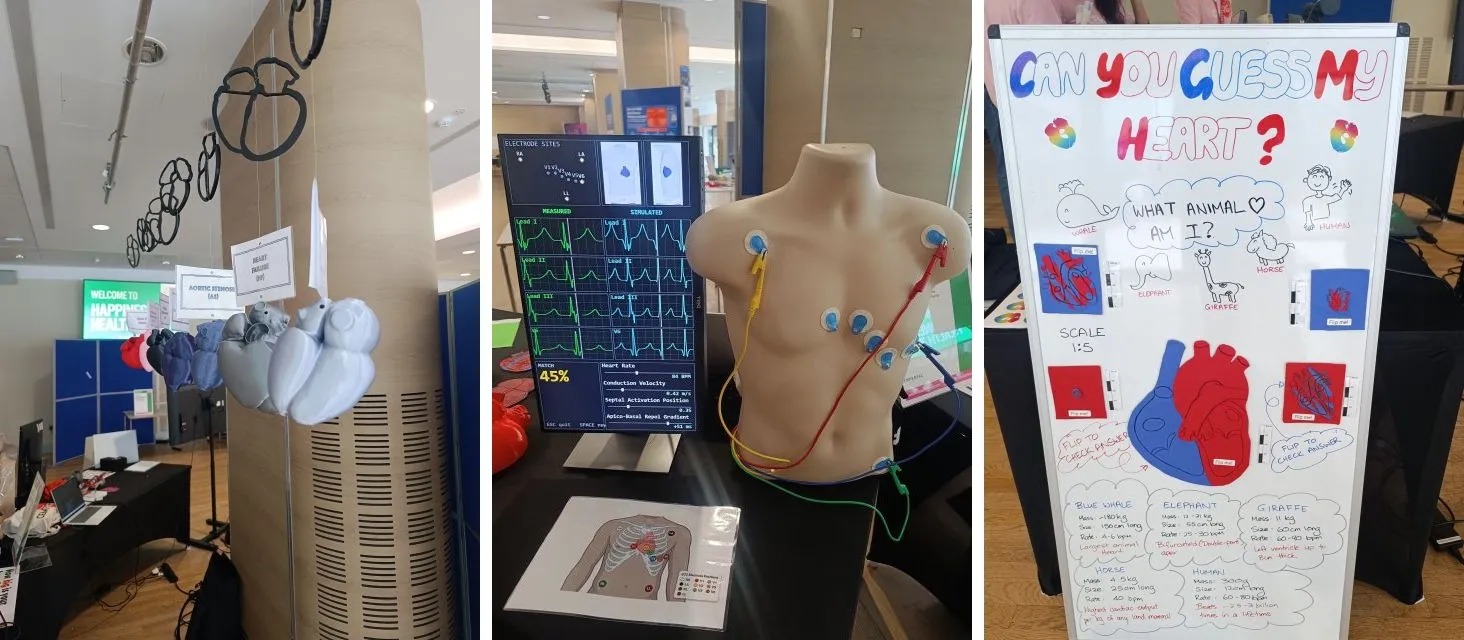 Three activities at the stand: 3D-printed hearts hanging from the ceiling, a model torso wired up for an ECG beside a screen comparing measured and simulated leads, and a board asking “Can you guess my heart?”