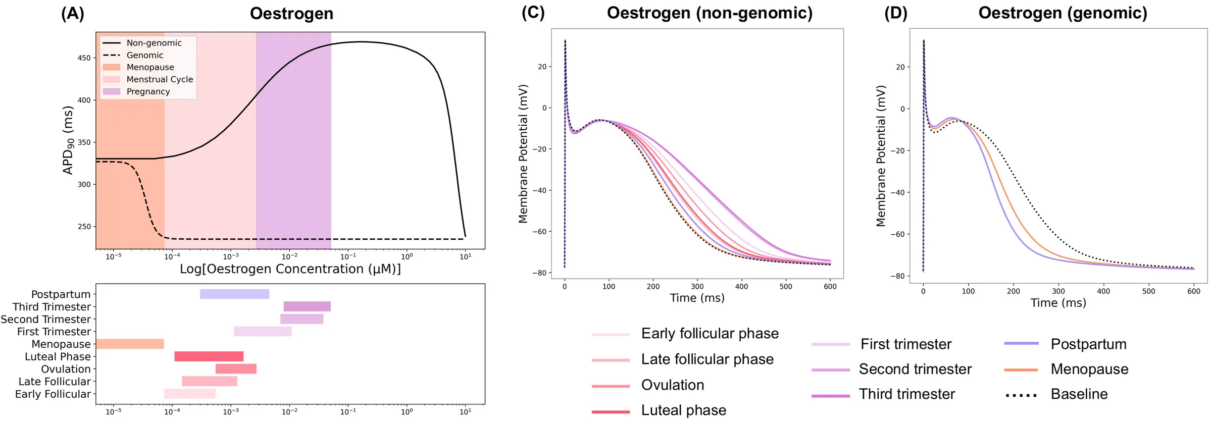 The non-genomic and genomic effects of oestrogen on the atrial action potential duration across its concentrations in menopause, the menstrual cycle and pregnancy (A), and representative action potentials at each reproductive phase against baseline, through the non-genomic (C) and the genomic (D) pathway. Panels A, C and D of Figure 2 of Kulkarni et al. (2026), The Journal of Precision Medicine: Health and Disease, in one row, under CC BY 4.0.