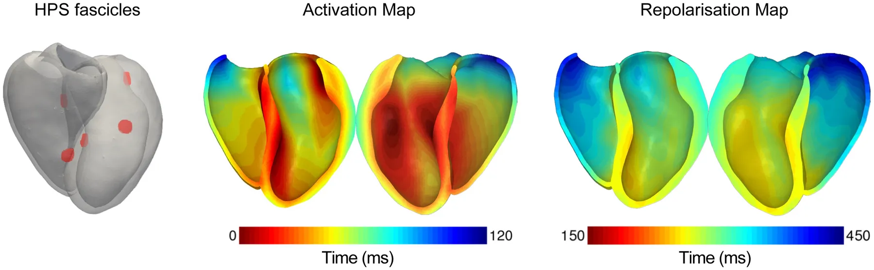 A patient-specific model of the ventricles with the early activation sites of its conduction system (left), and its activation and repolarisation maps (centre and right). Figure 4 of Malik et al. (2026), PLOS Computational Biology, under CC BY 4.0.