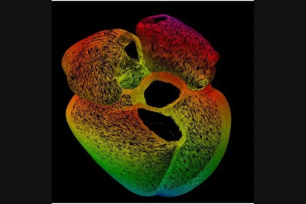 Paths of the heart, Marina Strocchi's winning image of the fibres of the heart