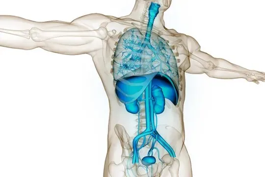 An illustration of the organs inside the human body