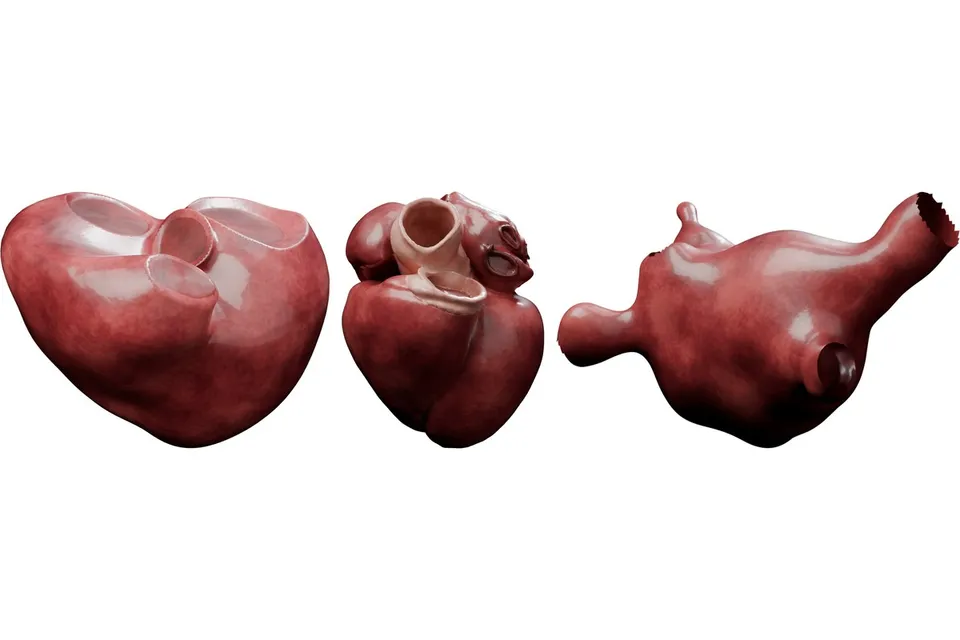Three of the open models: biventricular, four-chamber and left atrial meshes